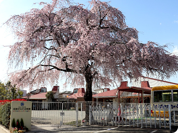正門には、昭島すみれ幼稚園のシンボルツリーであるしだれ桜が大きな枝を広げている。